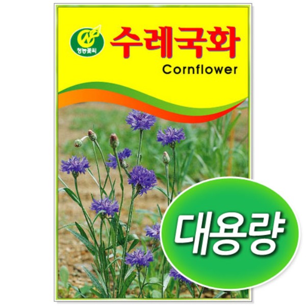 대용량 수레 국화 씨앗 (100g/300g)